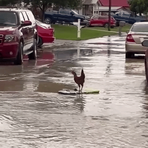 Surfs Up Chicken GIF by Storyful