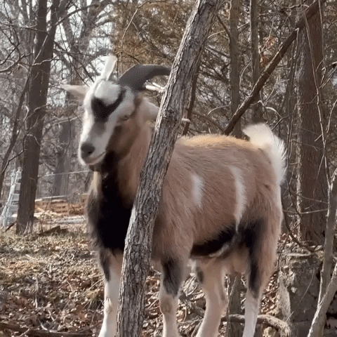 Billy Goat Scratch GIF by Storyful