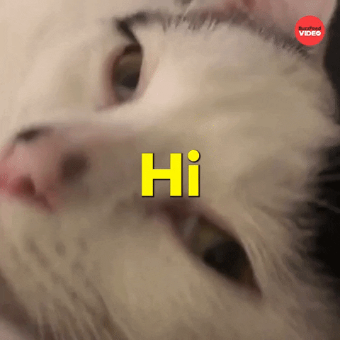 Cat GIF by BuzzFeed