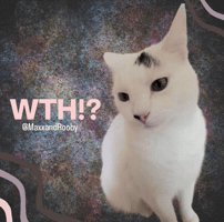 What The Wtf GIF