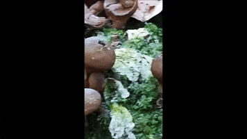 Fungi GIF