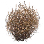 Tumbleweed GIFs - Find & Share on GIPHY
