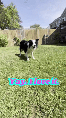 Blitzleyayiloveit GIF