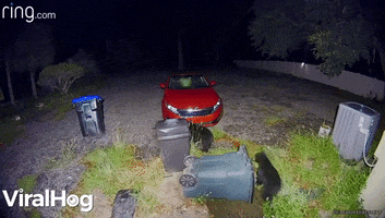 Bear Family Runs Off With Garbage Can GIF by ViralHog