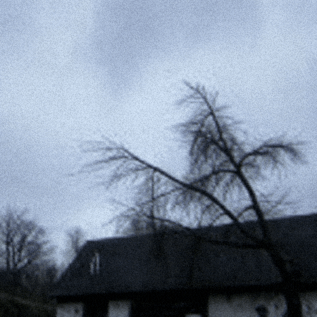 Chicken On Tree GIF