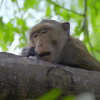 Tired Pbs Nature GIF by Nature on PBS