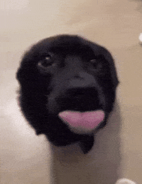 Dog Wagging Tail GIF