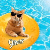 Cat Food Swimming GIF by Morris the 9Lives Cat