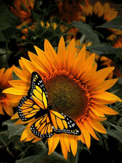Monarch Butterfly GIFs - Find & Share on GIPHY