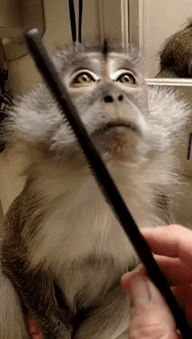 Thank-you-monkey GIFs - Get the best GIF on GIPHY
