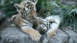 Cest quoi votre passion