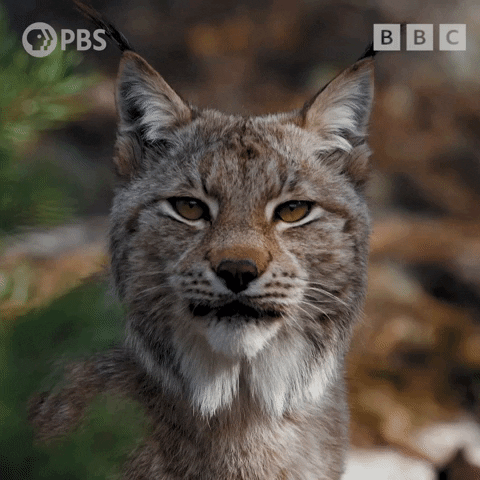 Big Cat Cats GIF by PBS