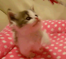 adorable baby kitten GIF