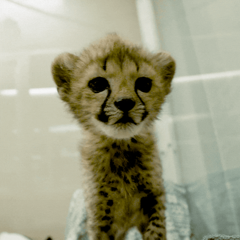 Video gif. Adorable and fuzzy baby cheetah at the San Diego Zoo sniffs toward us and licks its lips.
