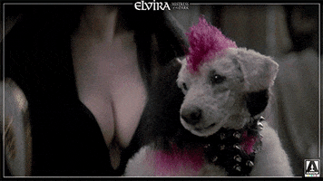 elvira mistress of the dark dog GIF by Arrow Video