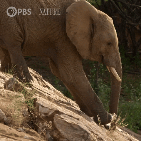 Explore Pbs Nature GIF by Nature on PBS