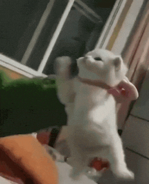 Cat GIF