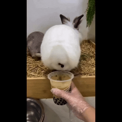 Milk Tea Rabbit GIF