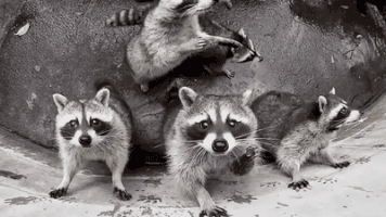 raccoons wants GIF