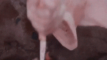 Nari GIF