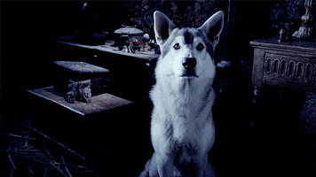 Game Of Thrones Dog GIF