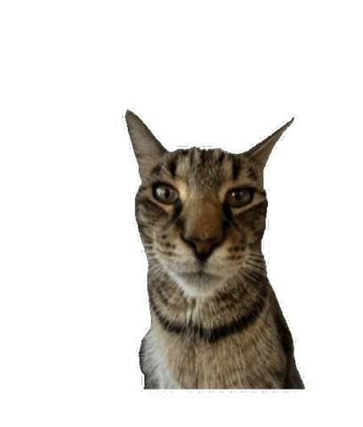 Catmemes Sticker