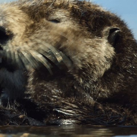Clean Up Otter GIF by NETFLIX