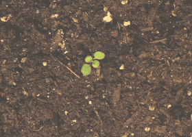 Plant Growth Fun GIF