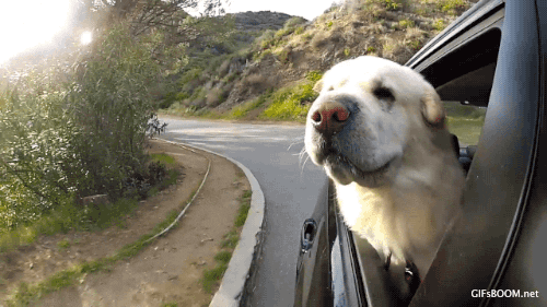 Dog Car GIF