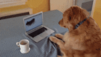 GIF by Giffffr