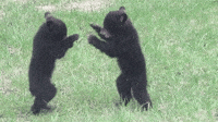 cute-bear-fighting-tzNyMk9OxjDVu