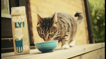 cat organic oat drink GIF by Oatly