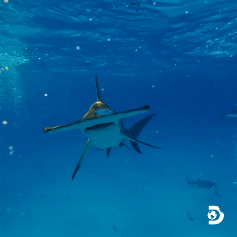 Hammerhead Shark Swimming GIF by Shark Week