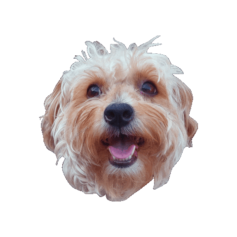 Dog Sticker