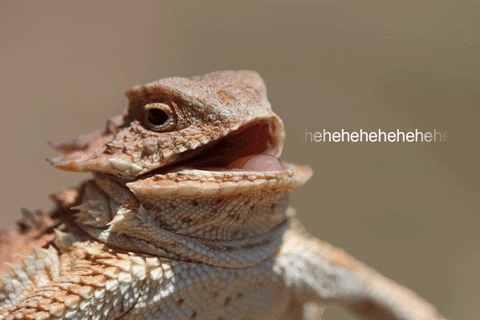 very funny laughing GIF