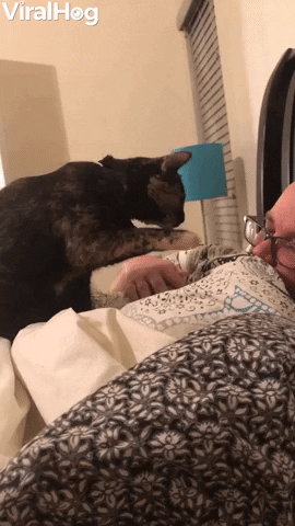 Kitty Alarm Clock Wakes Its Human Up With A Boop GIF by ViralHog
