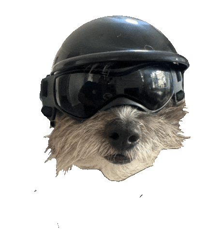 Dog Pet Sticker