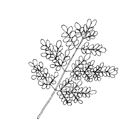 Cape of Storms Apothecary Sticker