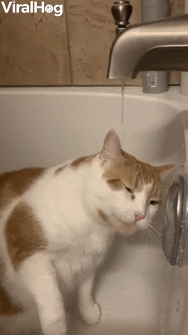 Ginger Cat Loves Drinking From The Faucet GIF by ViralHog