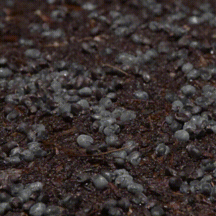Growing Time Lapse GIF