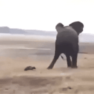 Elephant GIF