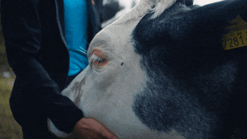 Cow Love GIF by Tirol