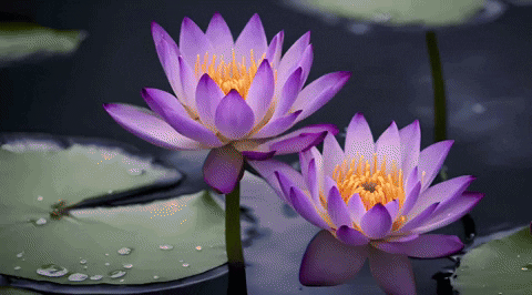 lotuses meaning, definitions, synonyms