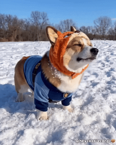 Puppy Corgi GIF