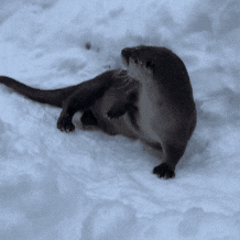 Sweet Potato Eating GIF by John Ball Zoo