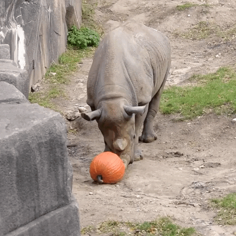 Pumpkin Zoo GIF by Storyful