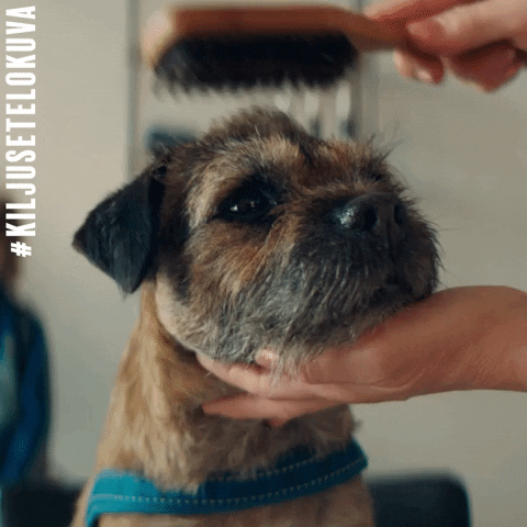 Koira GIF by Nordisk Film Finland