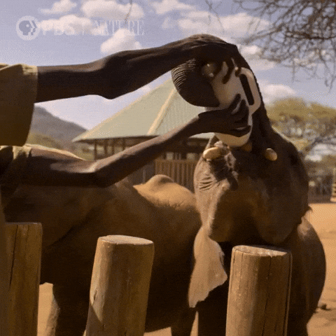 Pbs Nature Care GIF by Nature on PBS