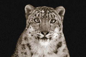 lyallpenleyphotos photography wildlife leopard snowleopard GIF