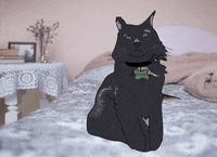 cat-gato-black-uIT4zyo5XwfKIFKv9u